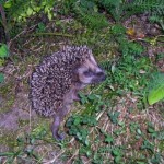 Jonge egel